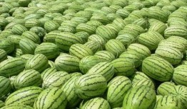 必吃大瓜今日大瓜 热点吃瓜,热点吃瓜盘点，揭秘娱乐圈最新动态